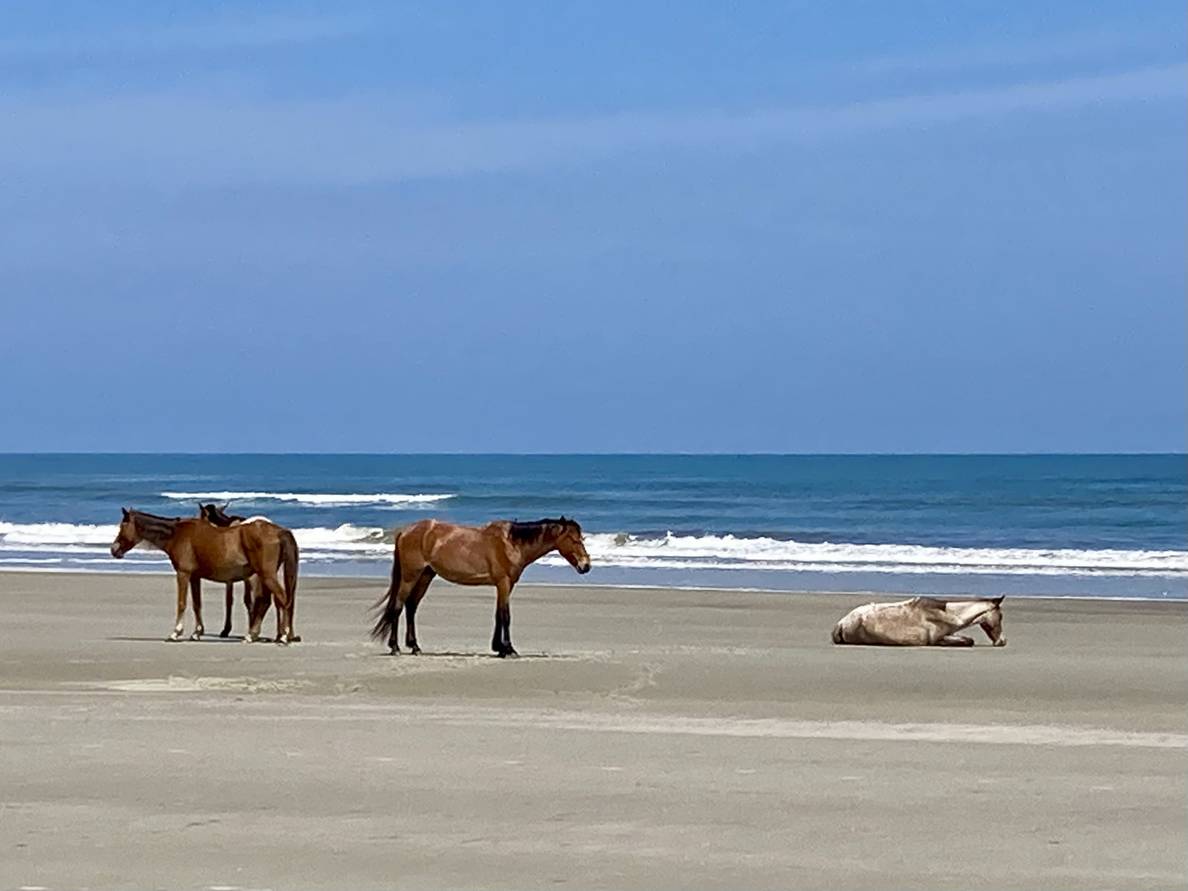 Three horses stand together on a beach. A fourth horse lying down in front of them. The Atlantic Ocean extends into the distance.