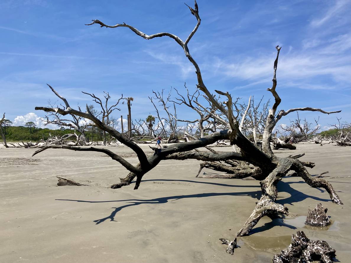 A large sun-bleached and wind-worn tree is in beach sand in the foreground. Bare branches spider out from the trunk. The background is full of similar dead trees.