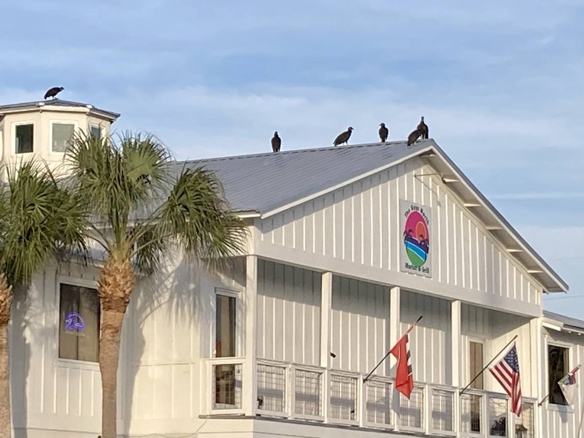 A coastal building fills the bottom of the frame. The sign says “The Keys North Market & Grill”. On the roof sit six black vultures.
