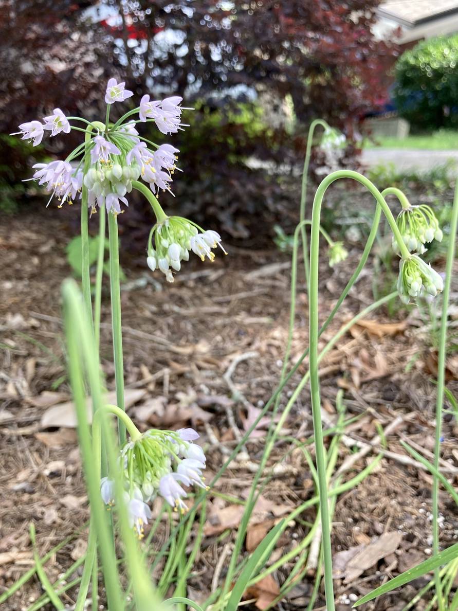 Several slender green stalks rise from the ground. The ends have buds, which bend back towards the ground. One has bursted into a sphere of white flowers.
