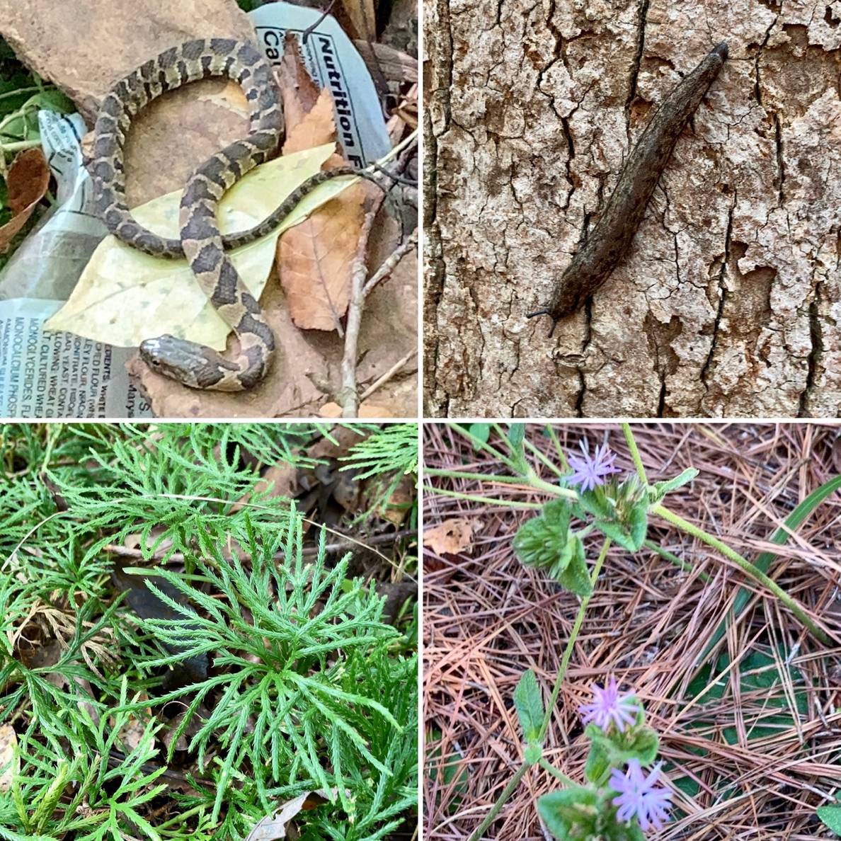 Four photos. Top left is a snake, too right is a slug, bottom left is a green plant, bottom right is a green plant with purple flowers.