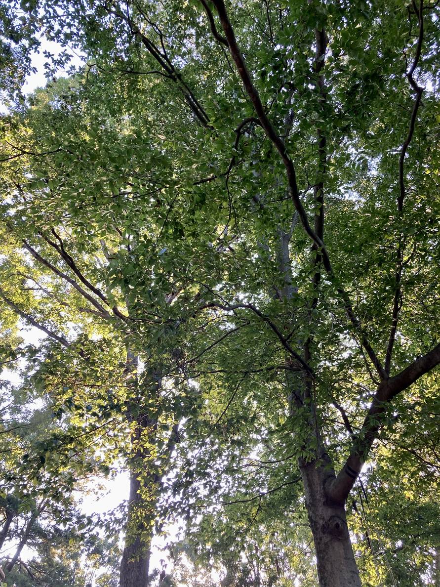 A view up into the canopy of a large tree.