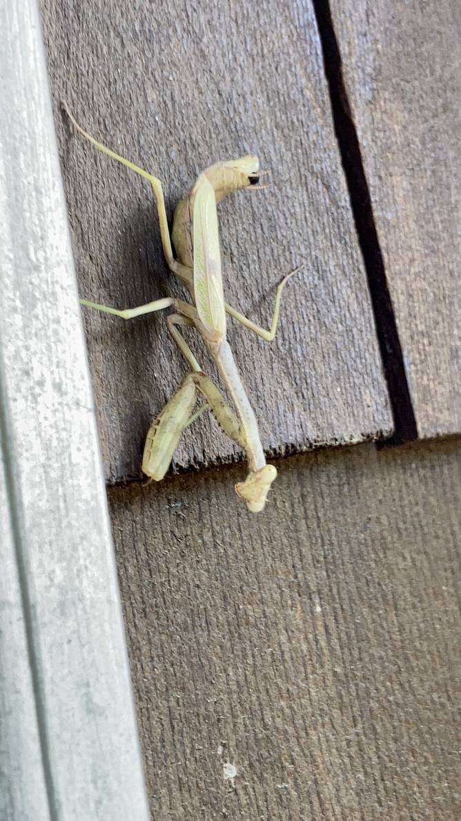 A greenish brown praying mantis poised on brown wood shakes.
