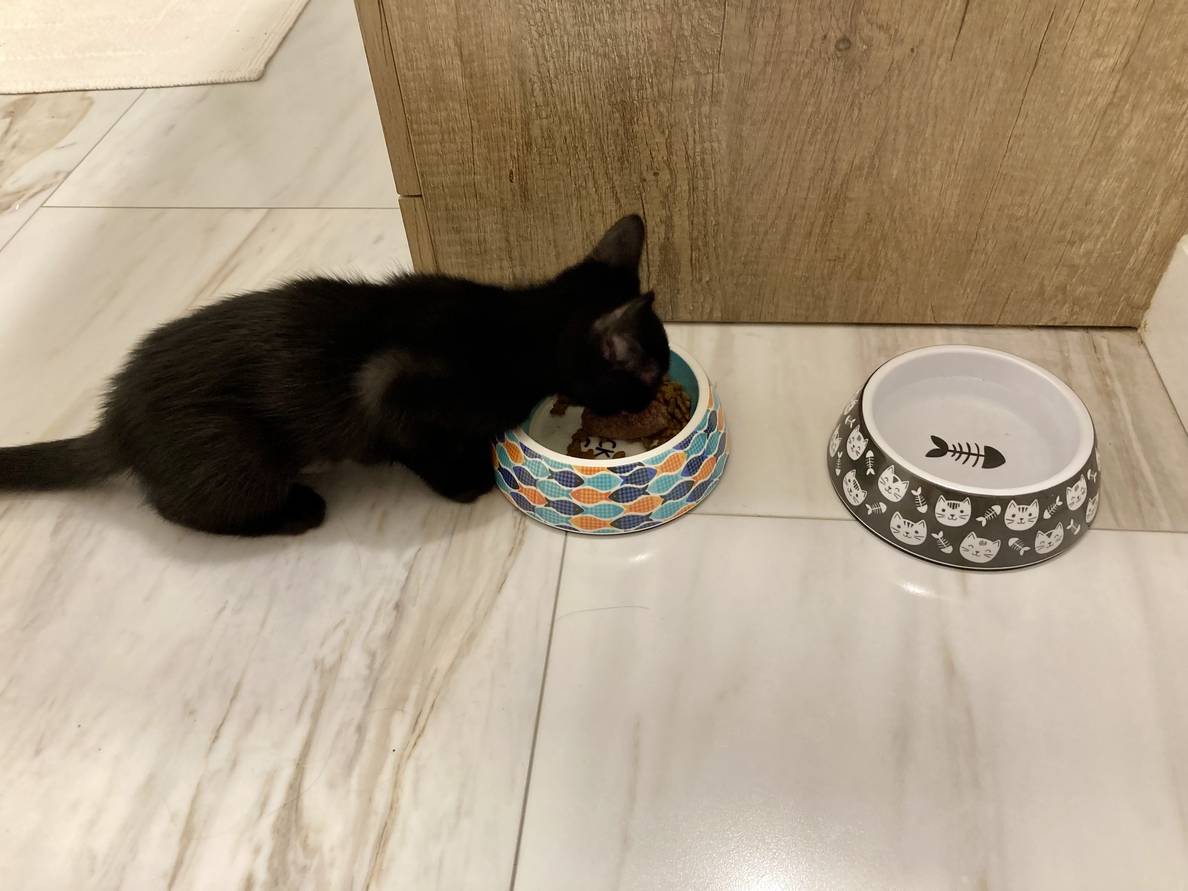 A kitten eats food from a small bowl.