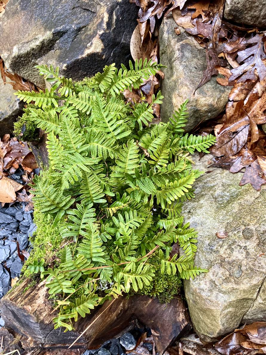 A resurrection fern on a cut log among rocks and slate chips looking lush after a rain.