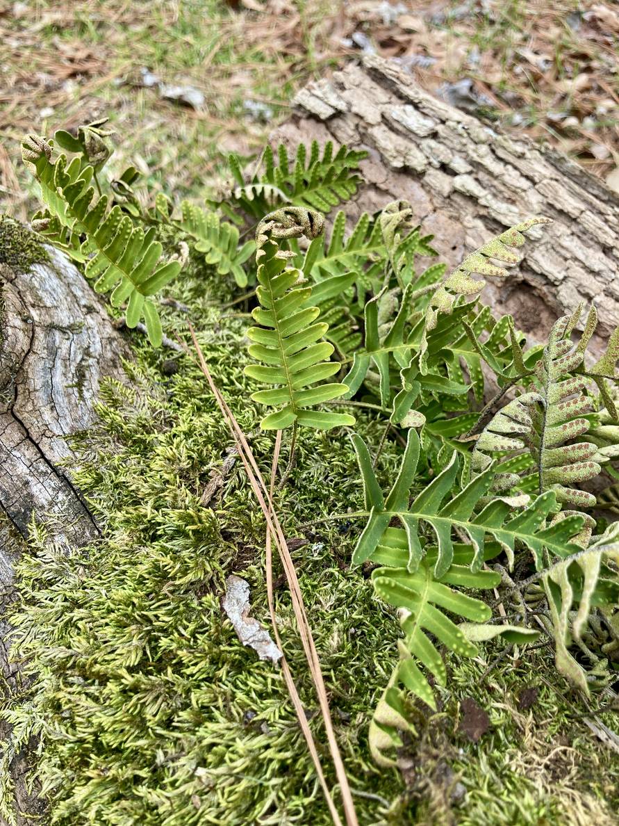 A resurrection fern growing among moss on a cut log.