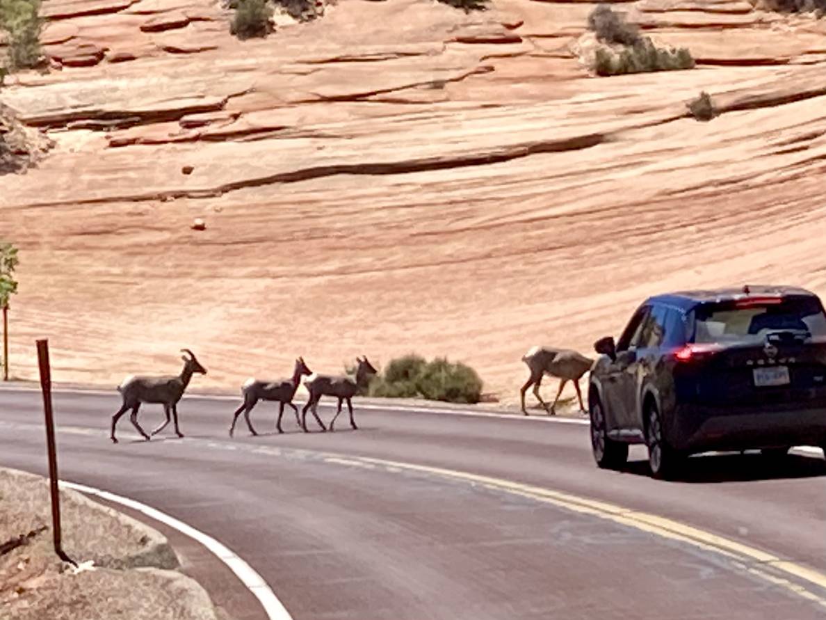 Four bighorn sheep cross a road. A car is stopped for them. The terrain across the road is red stone with a striped pattern.