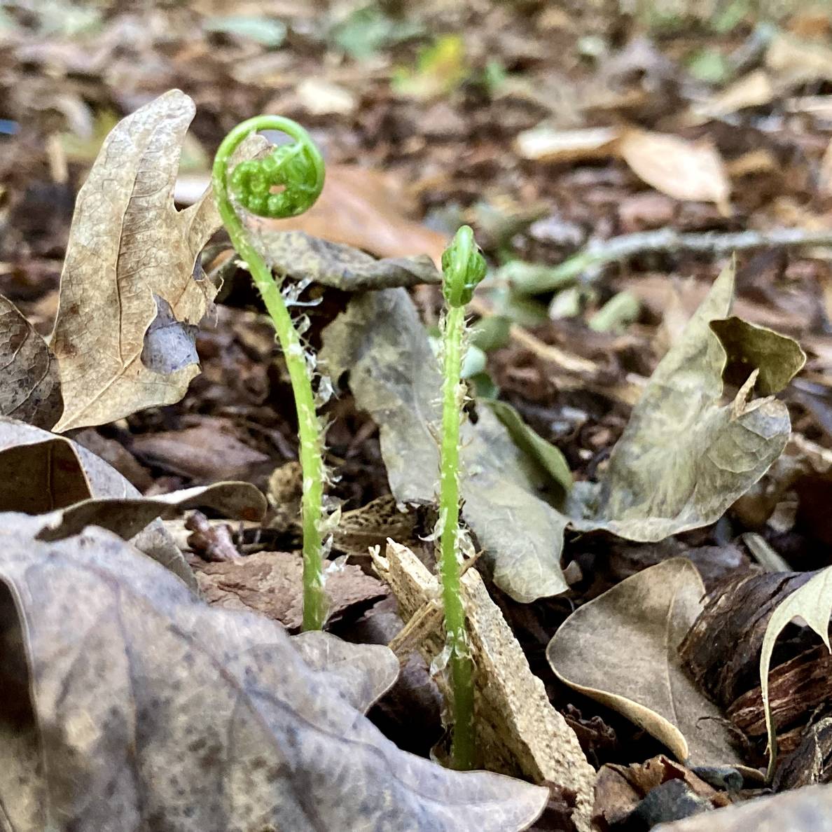 Two small green fern fiddleheads emerge from mulched ground.