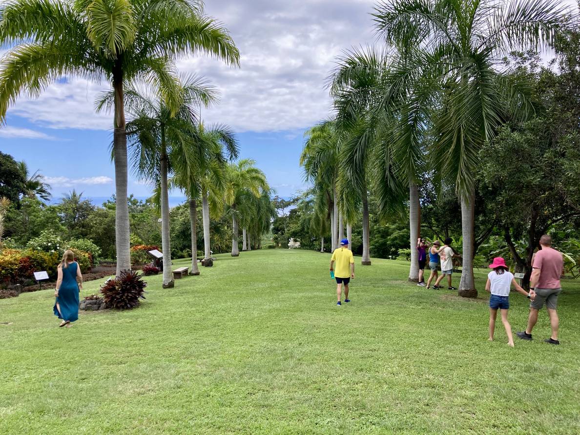 A photo of part of a botanical garden. Palm trees line a grassy expanse. To the left and right are plants with descriptive signs. The sky and ocean meet in the background.