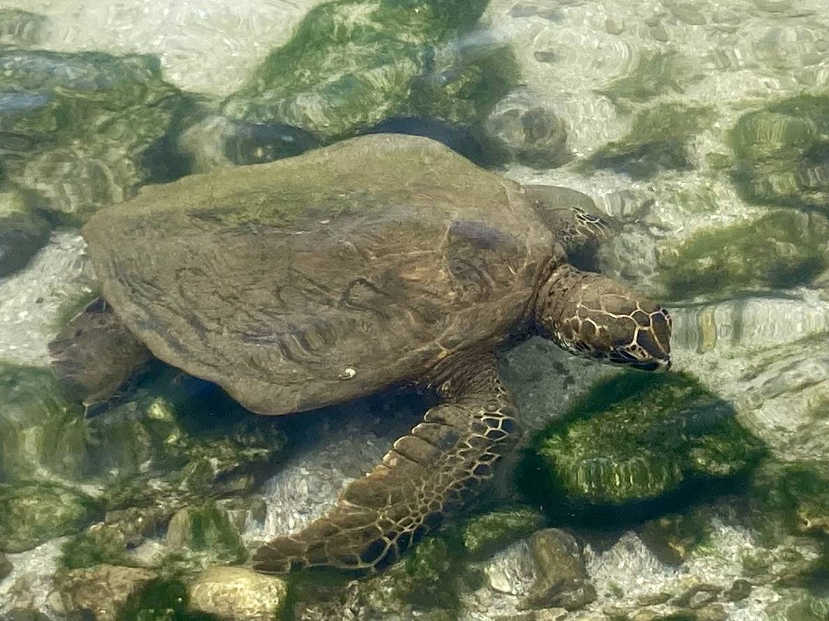 A photo of a green sea turtle swimming in clear water. The floor of the water is a mix of sand and rocks.