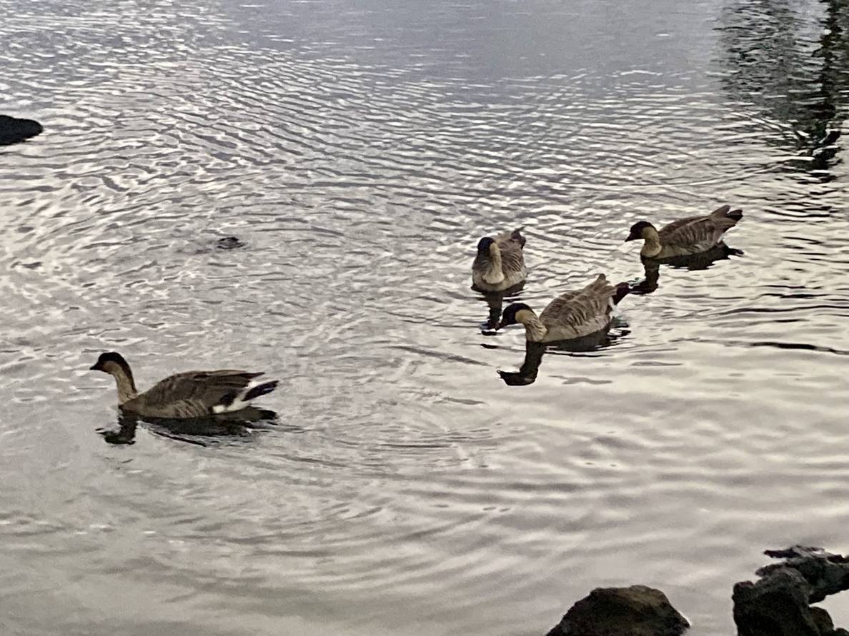 A photo of four nēnē in the water.