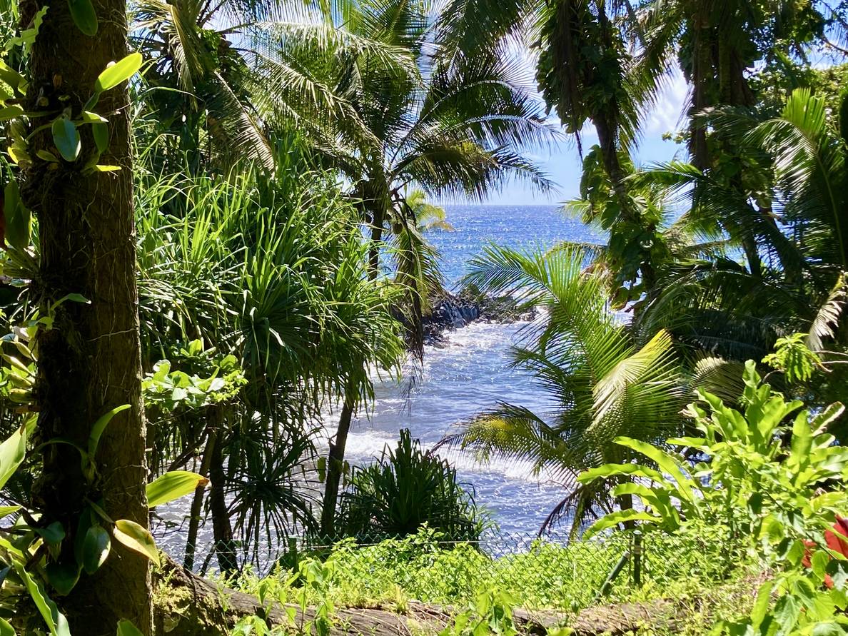 A photo of the ocean through lush vegetation