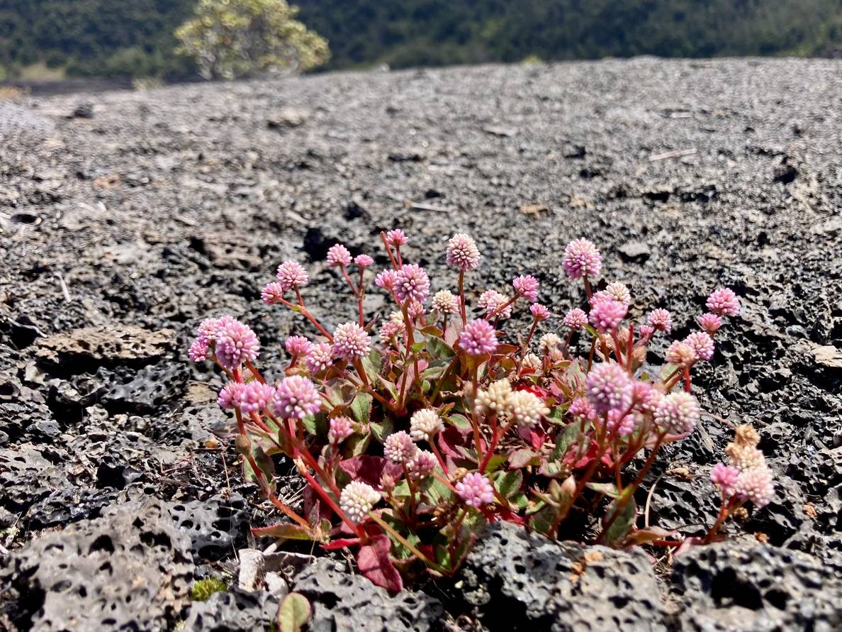 A photo of a tiny plant surviving the rocky soil.
