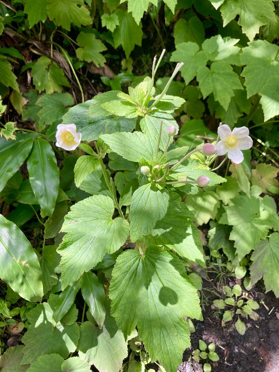 A photo of some flowers on the side of the trail.