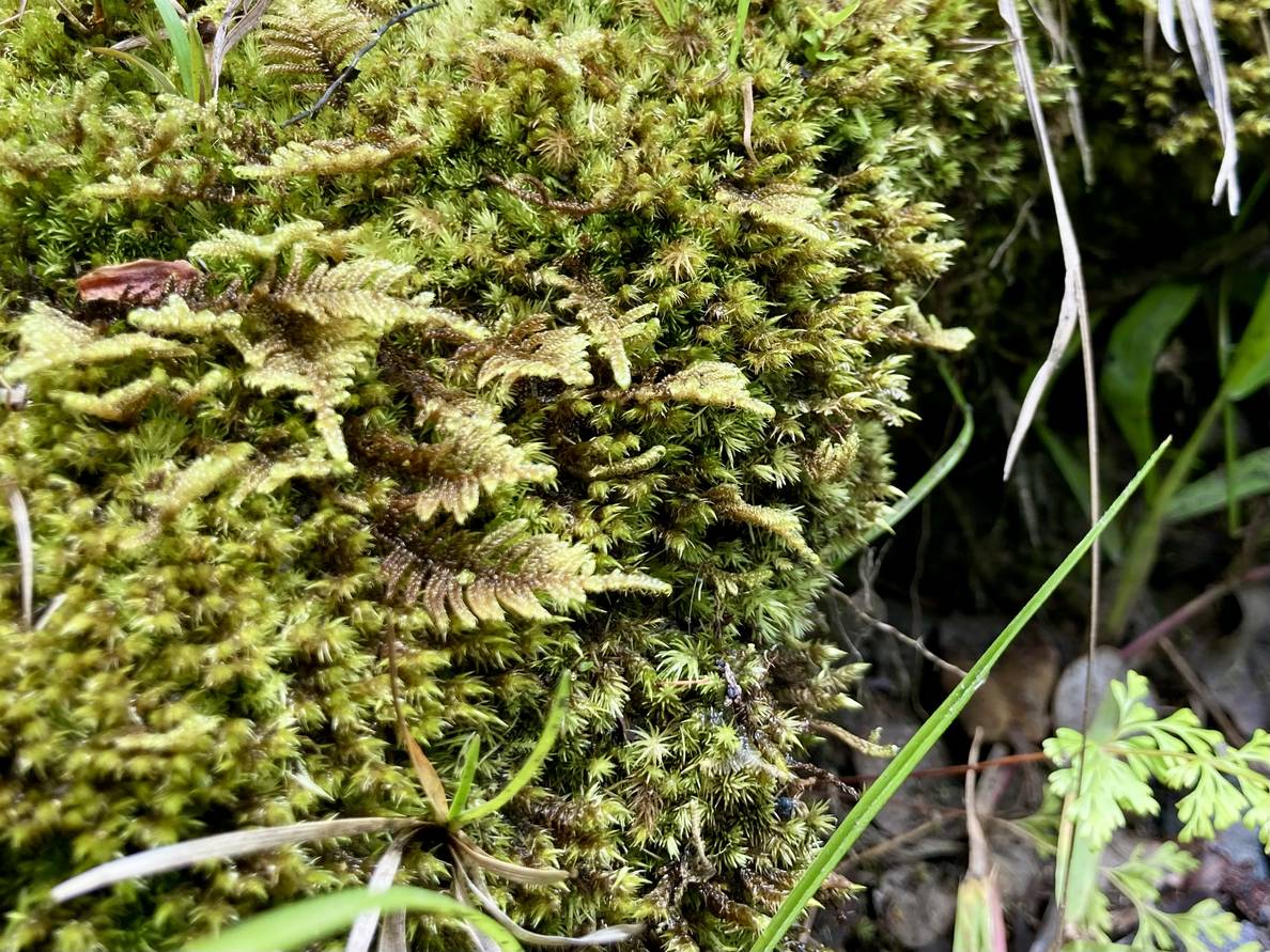 A close up photo of some moss. Among the moss are some very tiny fern fronds.