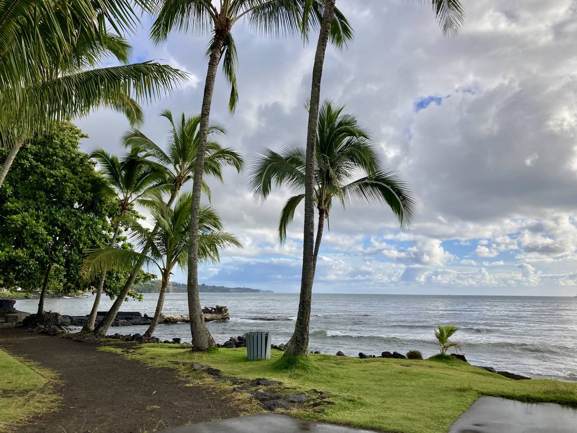 A photo of a bay flanked by palm trees on the left.