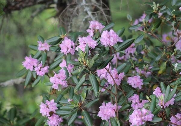 A photo of rhododendron minus