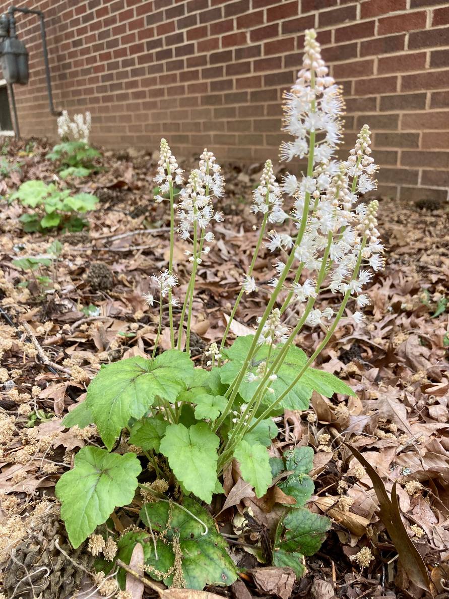 A photo of foamflower in bloom.
