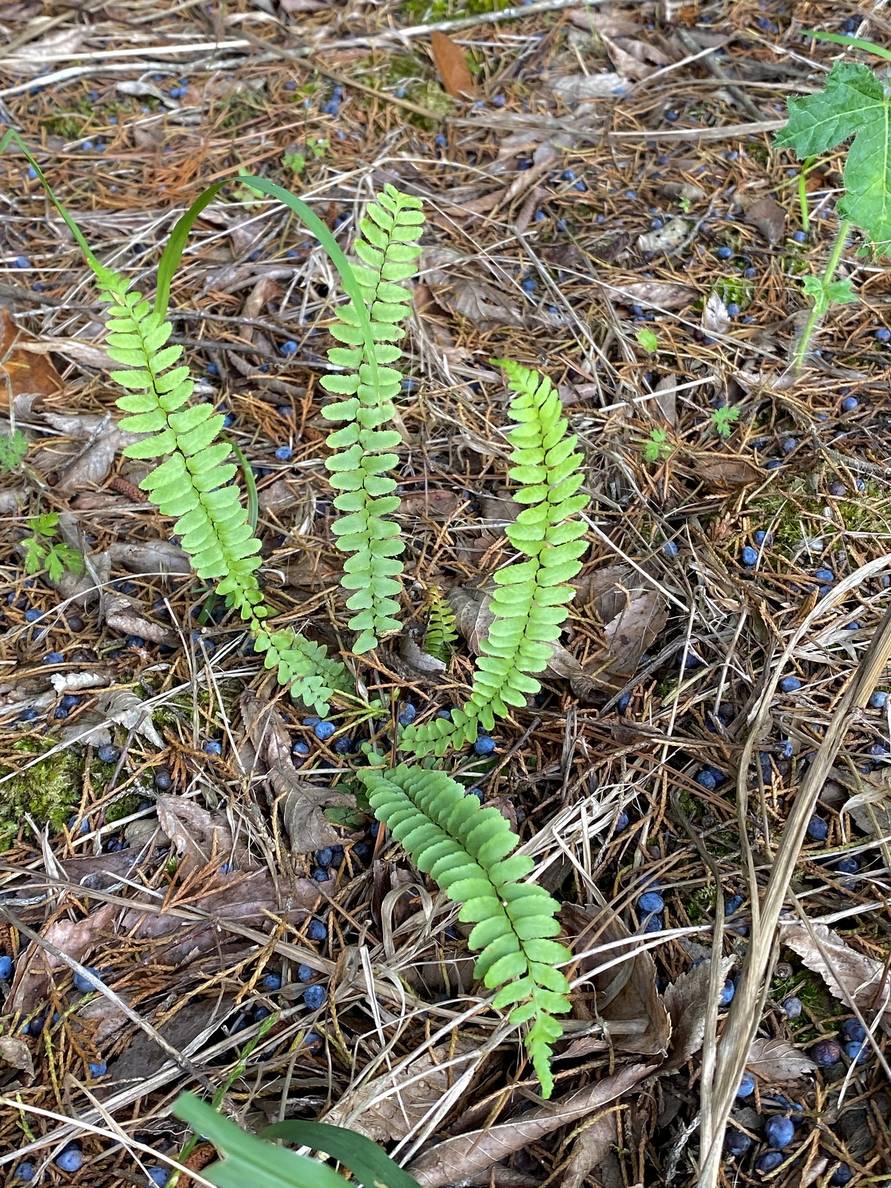 A photo of ebony spleenwort.