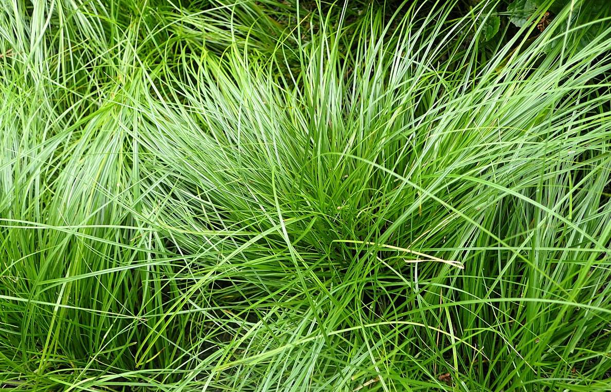 A photo of Pennsylvania sedge