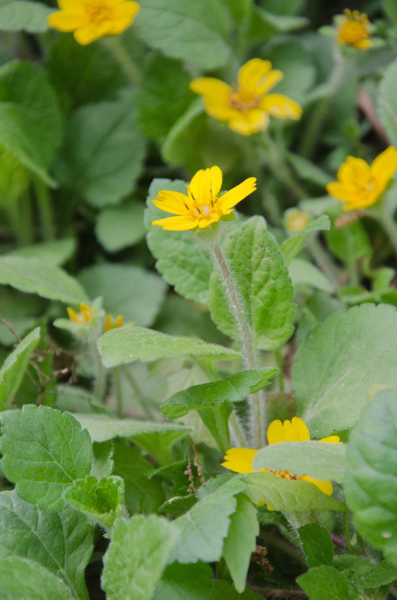 A photo of green-and-gold.