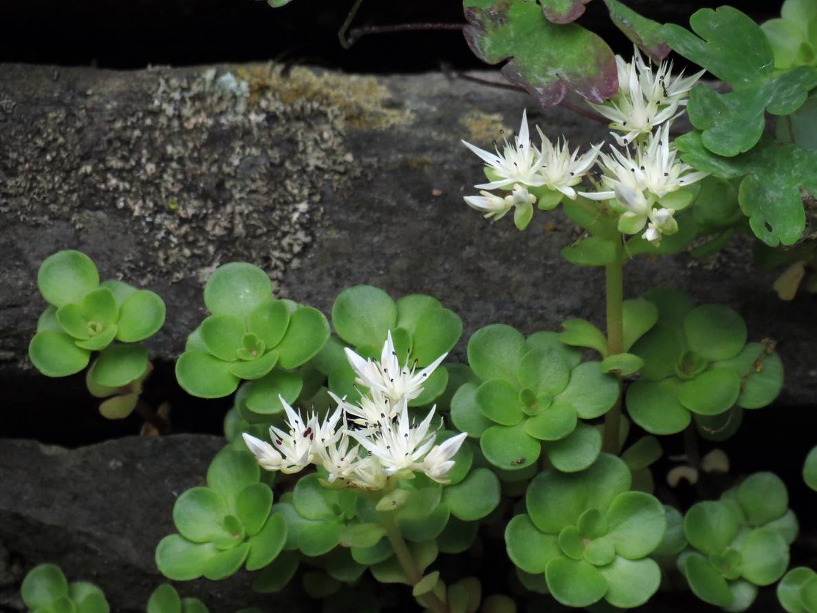 A photo of mountain stonecrop.