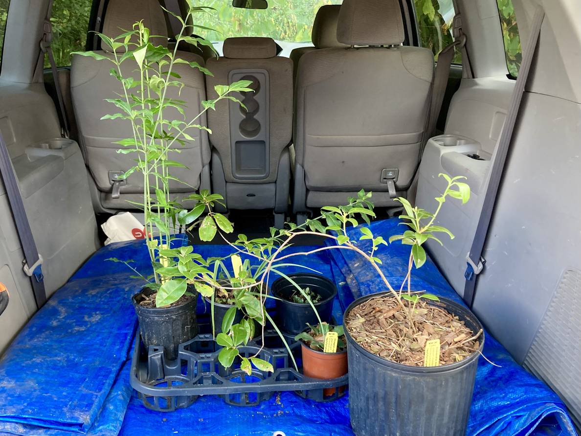 A photo of several plants in nursery pots on a tarp in the back of a minivan.
