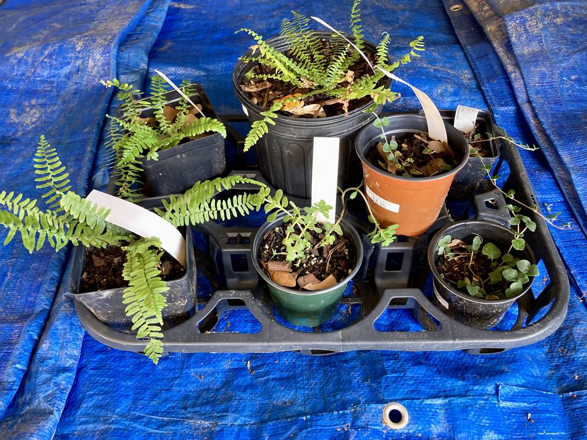 A photo of ferns and small plants in nursery pots in a tray on a tarp in the back of a minivan.