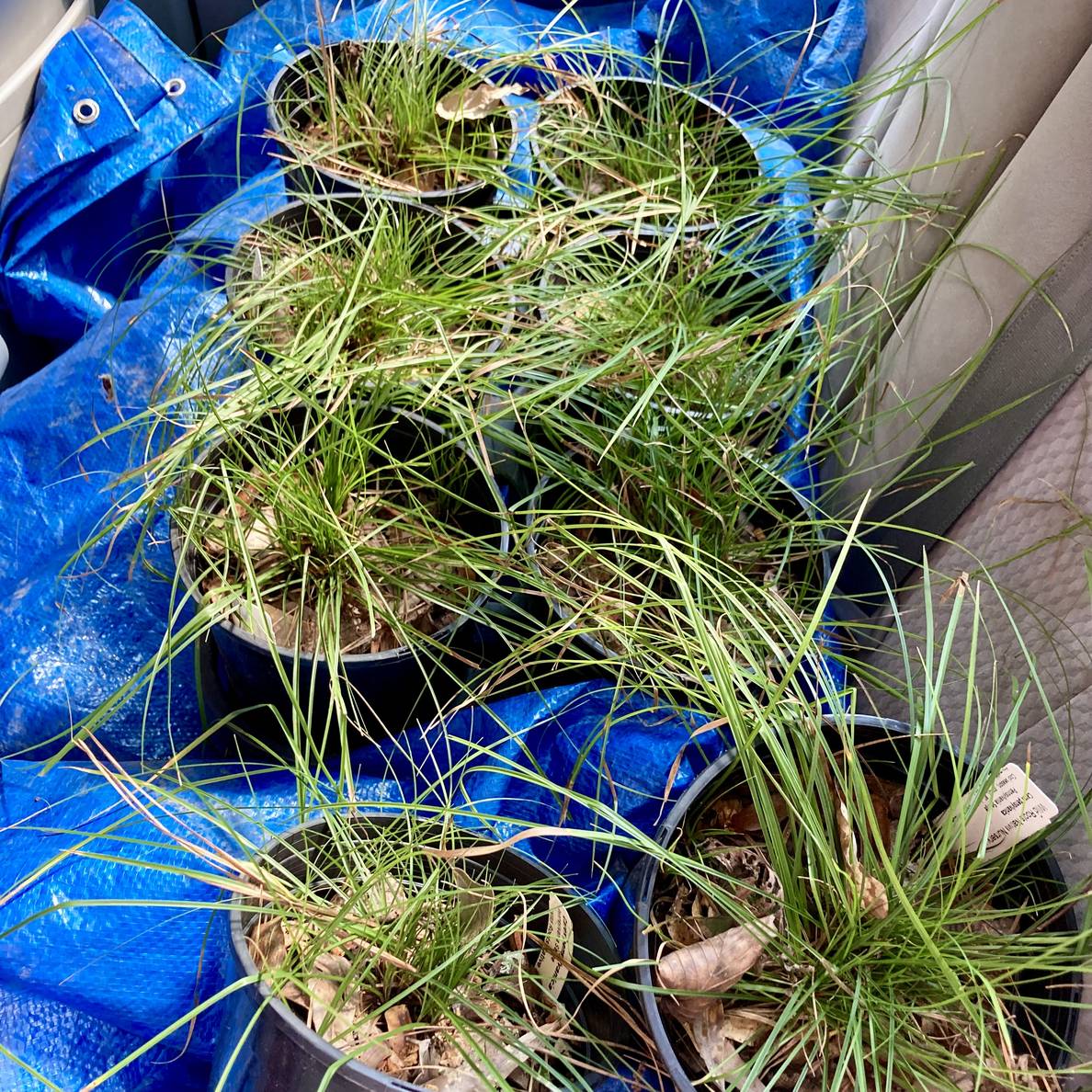 A photo of eight nursery pots of a grass-looking plant on a tarp in the back of a sedan.